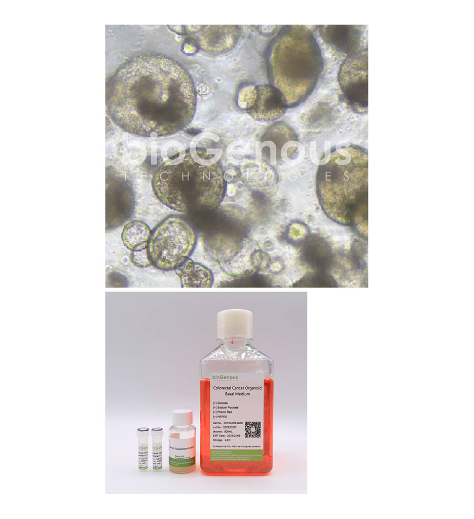 Colorectal Cancer Organoid Kit结直肠癌
