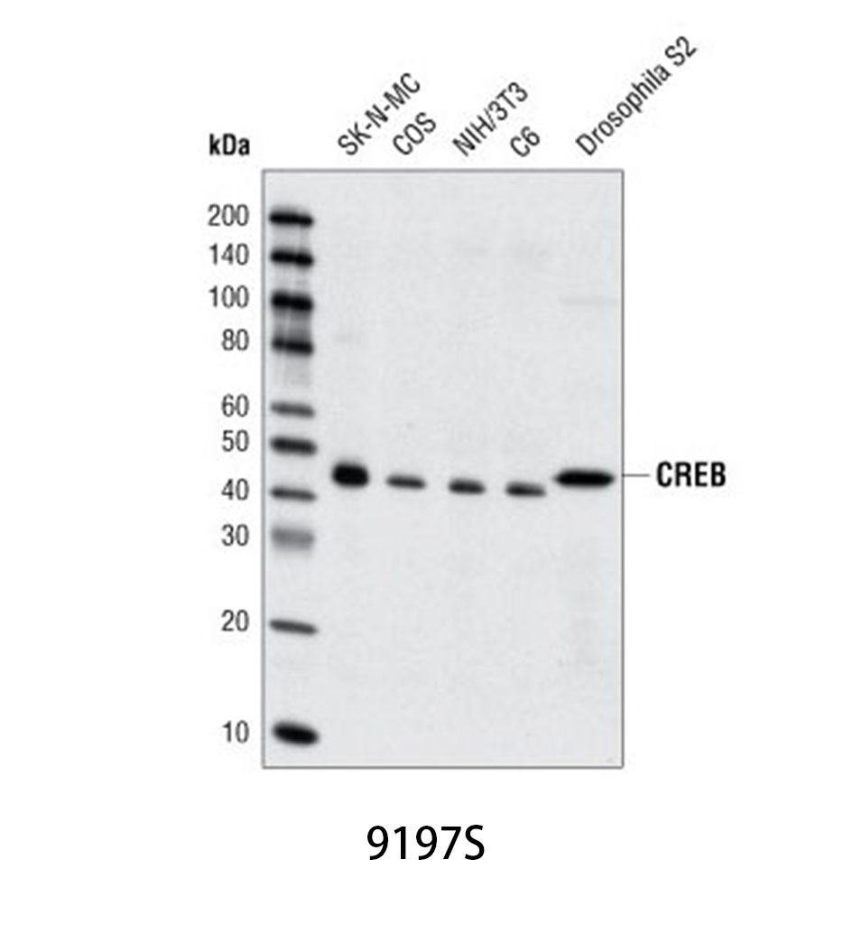 CREB (48H2) Rabbit mAb