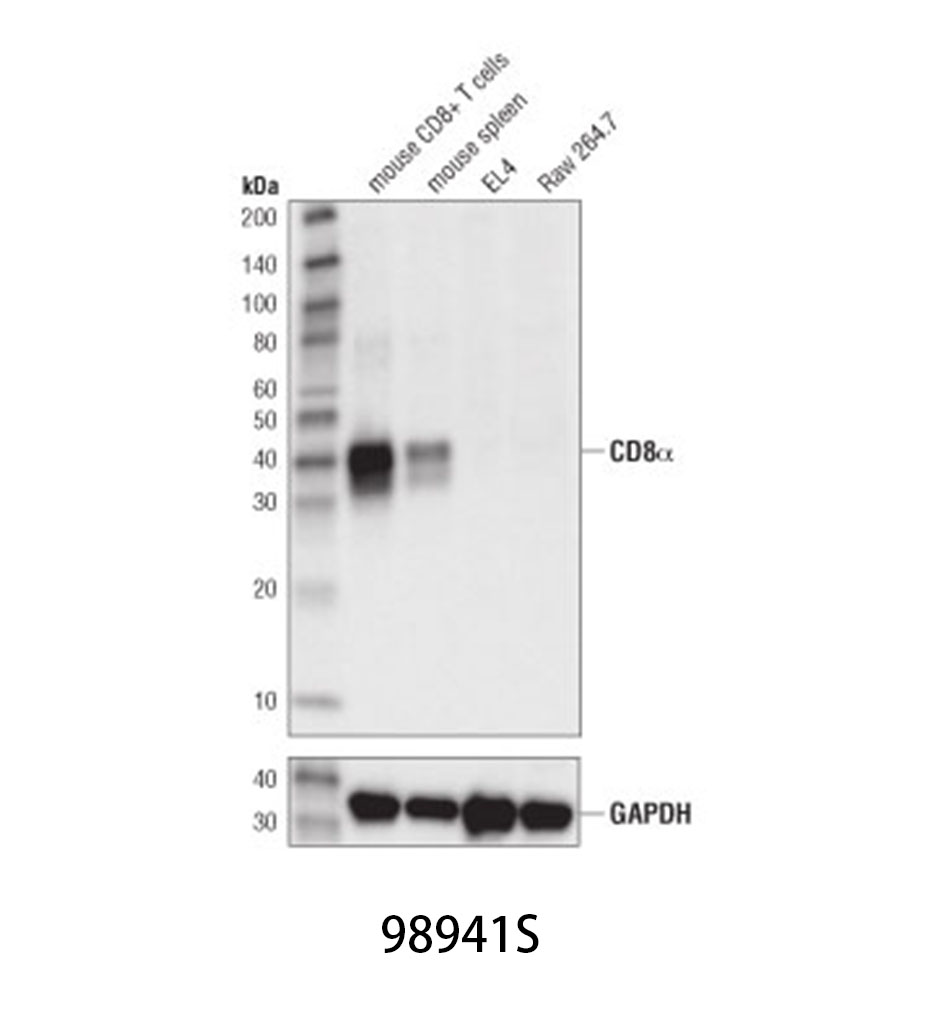 CD8α (D4W2Z) XP Rabbit mAb (Mouse Specific)