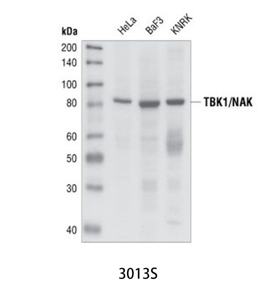 TBK1/NAK Antibody
