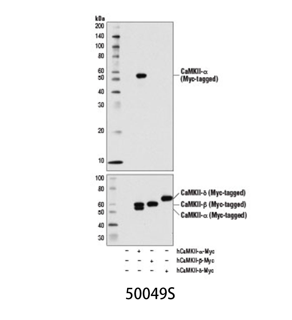 CaMKII-α (6G9) Mouse mAb