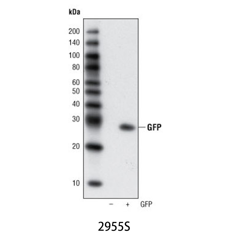 GFP (4B10) Mouse mAb