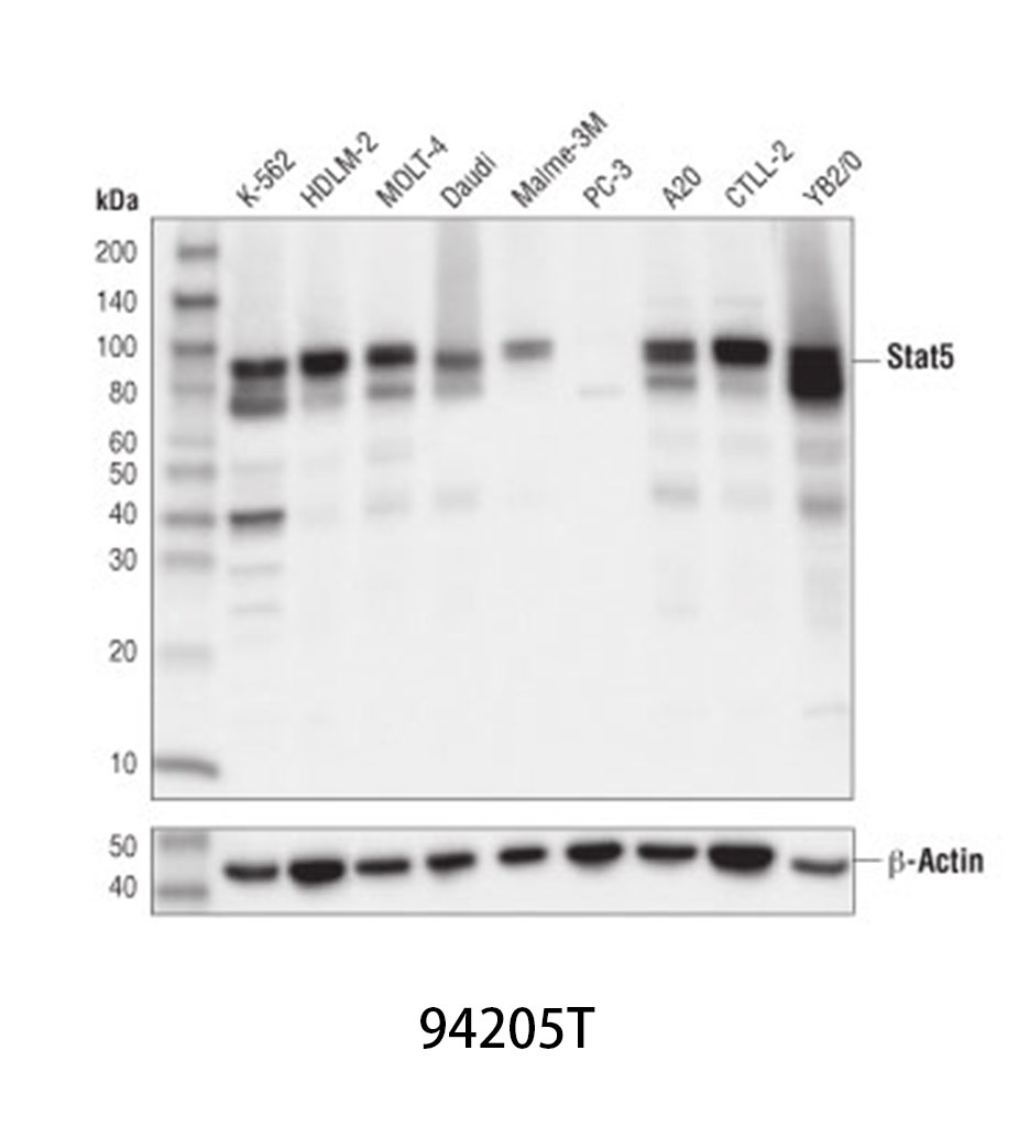Stat5 (D2O6Y) Rabbit mAb