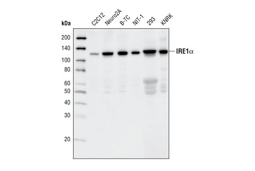 IRE1α (14C10) Rabbit mAb