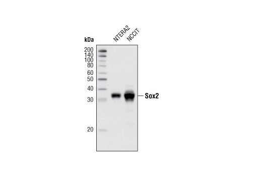 Sox2 (D6D9) XP Rabbit mAb