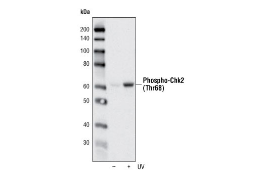 DNA Damage Antibody Sampler Kit