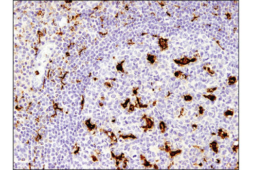 CD68 (D4B9C) XP Rabbit mAb