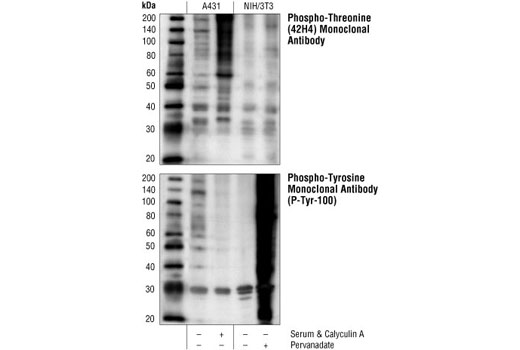 Phospho-Threonine (42H4) Mouse mAb