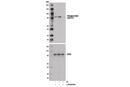 Phospho-Stat3 (Ser727) Antibody