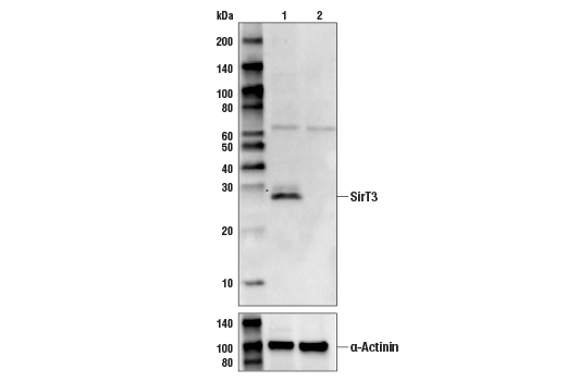 SirT3 (C73E3) Rabbit mAb