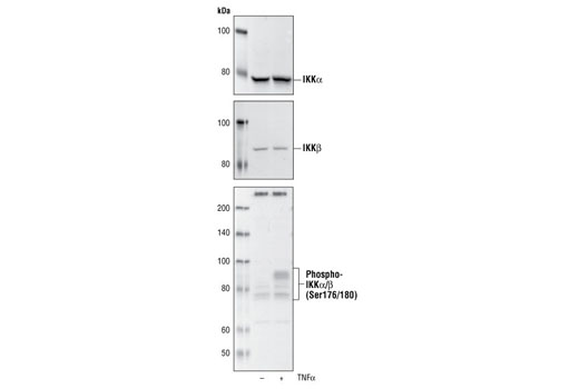 NF-κB Control Cell Extracts