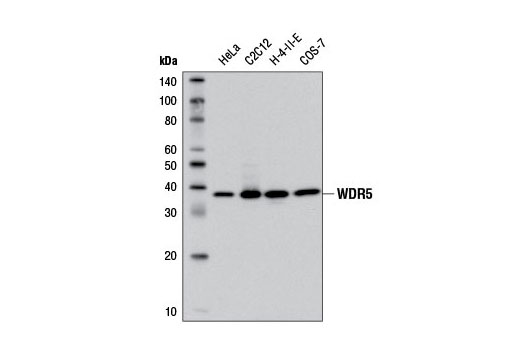WDR5 (D9E1I) Rabbit mAb