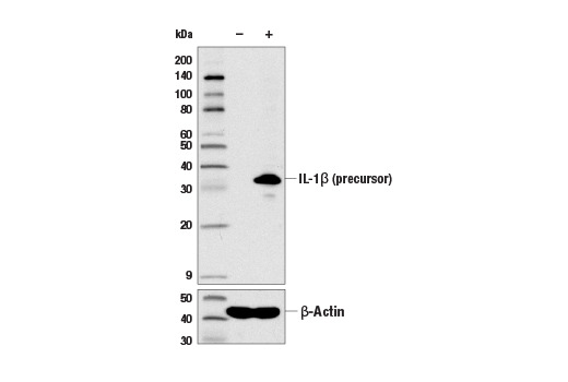 Pyroptosis Antibody Sampler Kit