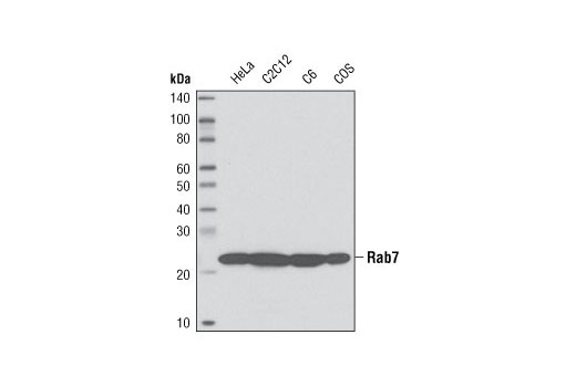 Rab7 (D95F2) XP Rabbit mAb