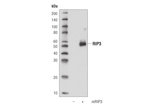 RIP3 (D4G2A) Rabbit mAb