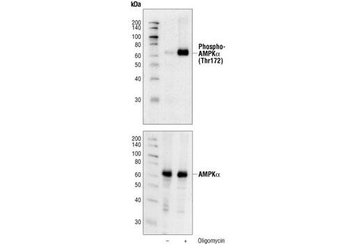 PhosphoPlus AMPKα (Thr172) Antibody Duet