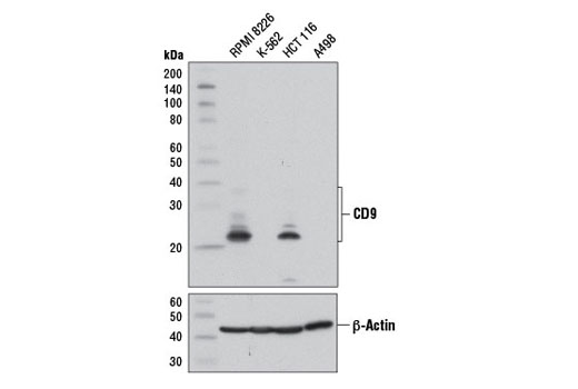 CD9 (D3H4P) Rabbit mAb