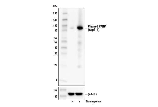 Cleaved PARP (Asp214) (D6X6X) Rabbit mAb (Rodent Specific)