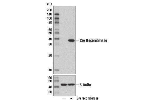 Cre Recombinase (D7L7L) XP Rabbit mAb