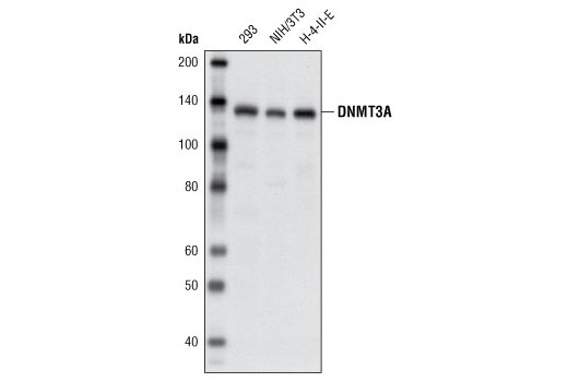 DNMT3A (D23G1) Rabbit mAb