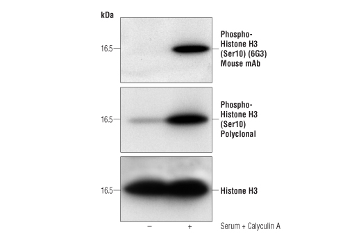 Phospho-Histone H3 (Ser10) (6G3) Mouse mAb