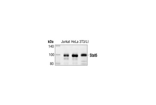 Stat6 Antibody