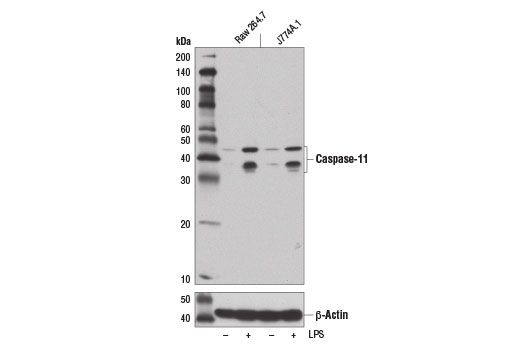 Caspase-11 (17D9) Rat mAb