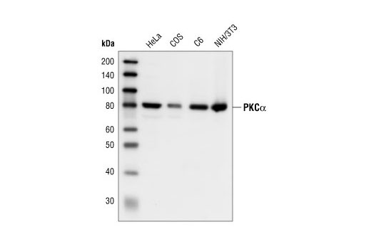 PKCα Antibody