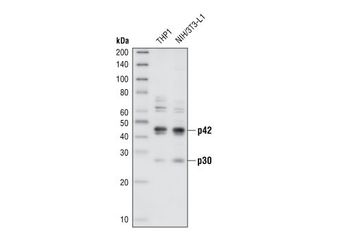 C/EBPα Antibody