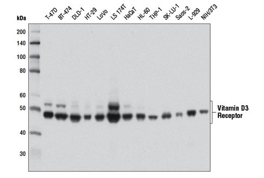 Vitamin D3 Receptor (D2K6W) Rabbit mAb