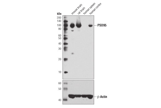 PSD95 (7E3) Mouse mAb