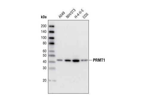 PRMT1 (A33) Antibody