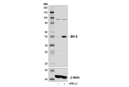 IRF-9 (D2T8M) Rabbit mAb