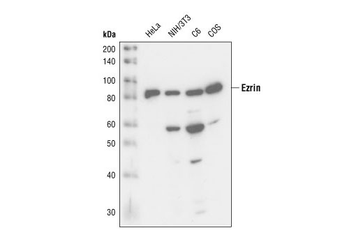 Ezrin Antibody