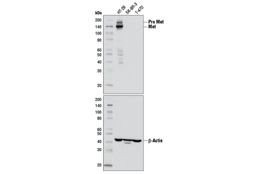 Met (D1C2) XP Rabbit mAb