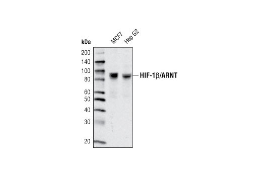 HIF-1β/ARNT (D28F3) XP Rabbit mAb