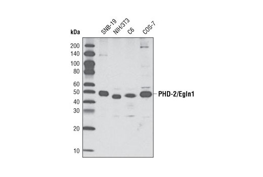 PHD-2/Egln1 (D31E11) Rabbit mAb