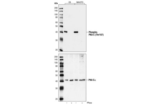 Phospho-PKA C (Thr197) Antibody
