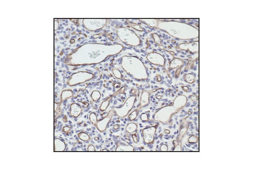 CD34 (ICO115) Mouse mAb