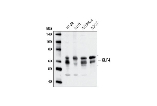 KLF4 Antibody