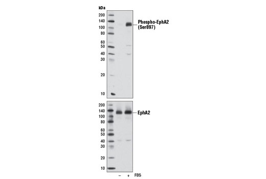 Phospho-EphA2 (Ser897) (D9A1) Rabbit mAb