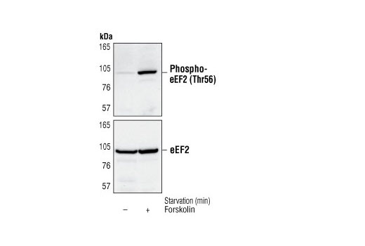 eEF2 Antibody