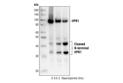 HPK1 Antibody