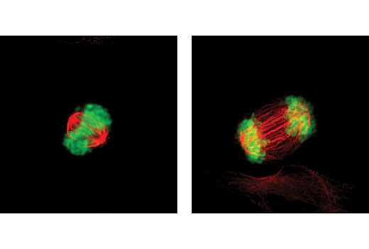 Phospho-Histone H3 (Ser10) (D2C8) XP Rabbit mAb (Alexa Fluor 488 Conjugate)