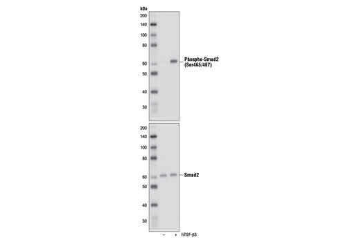 Smad2/3 Control Cell Extracts