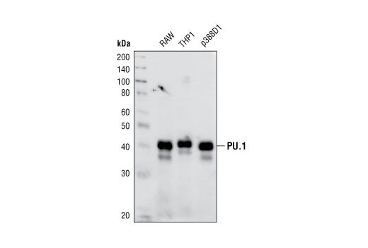 PU.1 (9G7) Rabbit mAb