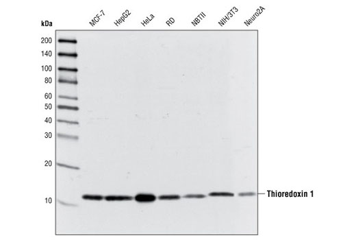 Shc Antibody
