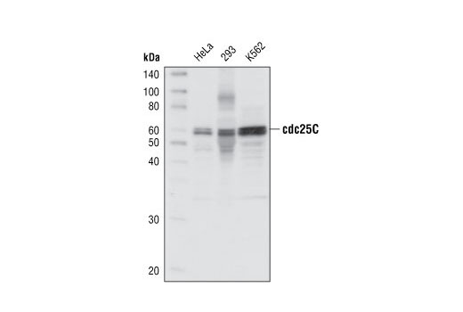 cdc25C (5H9) Rabbit mAb