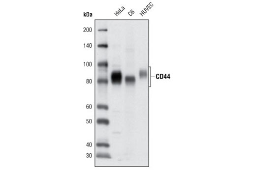 CD44 (8E2) Mouse mAb