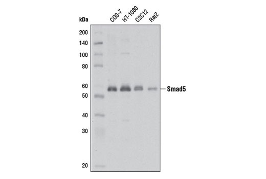 Smad5 (D4G2) Rabbit mAb